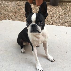 Meet your Posher, Stella